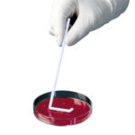 Głaszczki L-kształtne z polistyrenu - b-2407 - glaszczki-l-ksztaltne - ps - biale - sterylne - worek - 200-x-5-szt - 1000-szt